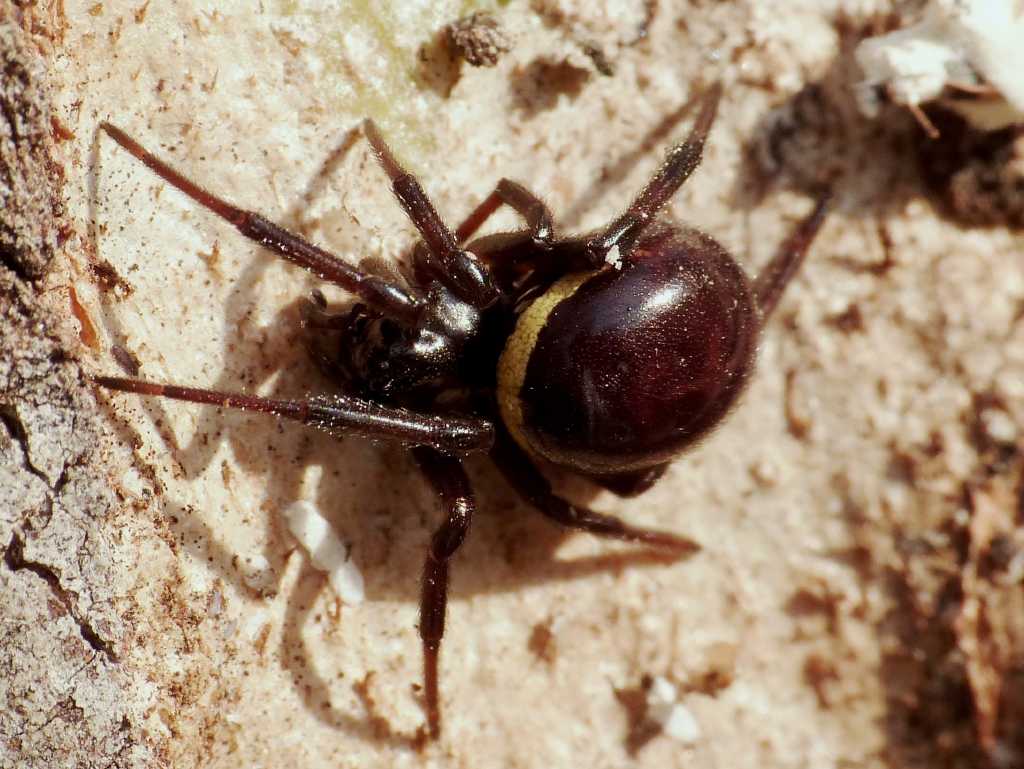 Steatoda paykulliana - Montalto Uffugo (CS)